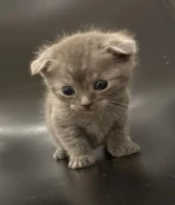 للبيع الام معه عيالها مطعمه وكرتها موحود