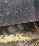 love bird breeding pair656