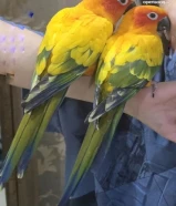 sunconure Pair