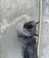 قطوه للتبني انقاذ