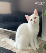 White kitten for adoption