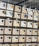 للبيع ازواج لوف بيرد منتجين