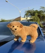 توي بودل نثيه عمرها شهرين ونص حالتها ممتازه جدا