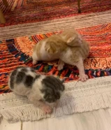 قطط كتنز تحتاج تبني مستعجل!