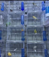 ازواج كناري جميع اللوان