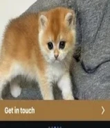 مطلوب تبني قط سكوتش ستريت او سكوتش يكون عمره من شهر الى سبع اشهر ويكون ذكر Ny11 Ny12