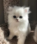 للبيع قطوه عمرها شهرين