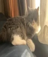 قطه لتبني