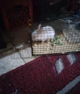 للبيع ارنب حجم وسط