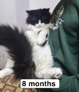 Persian cross breed