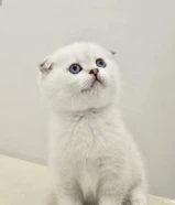 للبيع 3 كتن سكوتش انتاج فخم من أب وأم مسجلين العمر شهرين