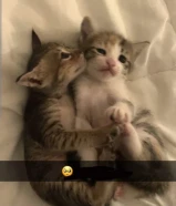 • قطط ناعمة للبيع – شهر تقريبًا – للجادين. قطط صغيرة بعمر شهر - فرصة للجادين فقط