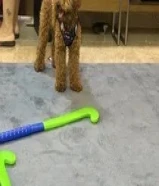 تيدي بودل صغير