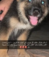 كلب مفقود والي يحصل الكلب له مكافأة