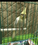 موجود ثلاثة طيور بادجي مع اغراضهم 10