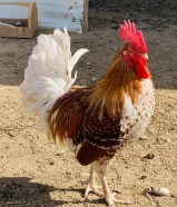 مطلوب دجاج للبيع