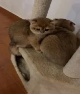 للبيع قطوتين نوع روسي ويوجد ام واب ايضا للبيع