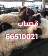 قصاب تحت الطلب +زبايح للبيع