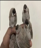 فروخ بلابل عراقيه من العراق