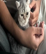 تبني سكوتش فولد دلوعه وحنونه