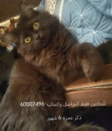 قطط للبيع Cats for sale شيرازي هيمالايا قطط للبيع Cats for sale شيرازي هيمالايا قطط للبيع