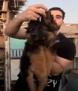 جراوى لونج هير مستوى عالي جدا حجم ضخم