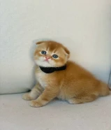 Scottish Fold kittens for sale