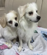 كلاب للتبني ^ مو قد المسؤوليه لا ترسل ^