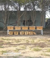 انشاء مناحل في جميع مناطق الكويت