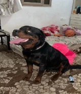 كلب للبيع روت ويلر ذكر