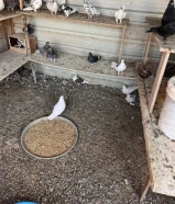 للبيع حمام ازواج چبره مشكل