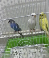 للبيع طيور بادجي