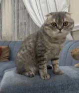 للتبني ذكر سكوتش فيلد