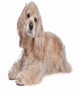 بيور كوكر سبانيل - male