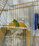 طيور الحب مع القفص