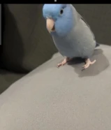 السلام عليكم للبيع 3 طيور ربوه 100/100