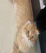 قط شيرازي للبيع 5 شهور