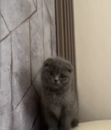 للبيع قط سكوتش فولد