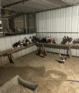 للبيع دياكه صحه ونضافه