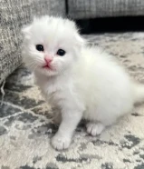 قط ابيض فولد