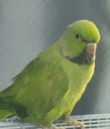 ببغاء دره افريقي للبيع او تبديل المباشر ب طير اخر بدون فرق ب سعر أقراء الوصف مهم جدا