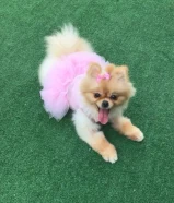 مفقود كلب صغير في القرين