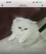 للبيع ذكر شيرازي شينشيلا