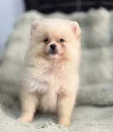 Quality bear type Pomeranian puppy