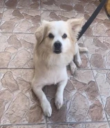 كلب للبيع جولدن