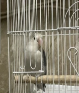 للبيع ببغاء الفيشر تغريد وصحه لونه ازرق على ابيض