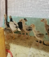 للبيع فروخ تايلندي