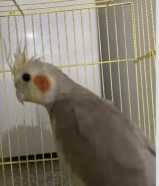 بغبغاء كروان السعر 20 قابل للمساومه