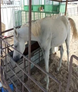 حصان عمره سنتين