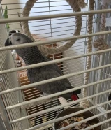 للبيع كاسكو ربوه يتكلم ويلعب